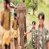 Subhadra:14-year-old-girl-with--becomes--Forest-Expert