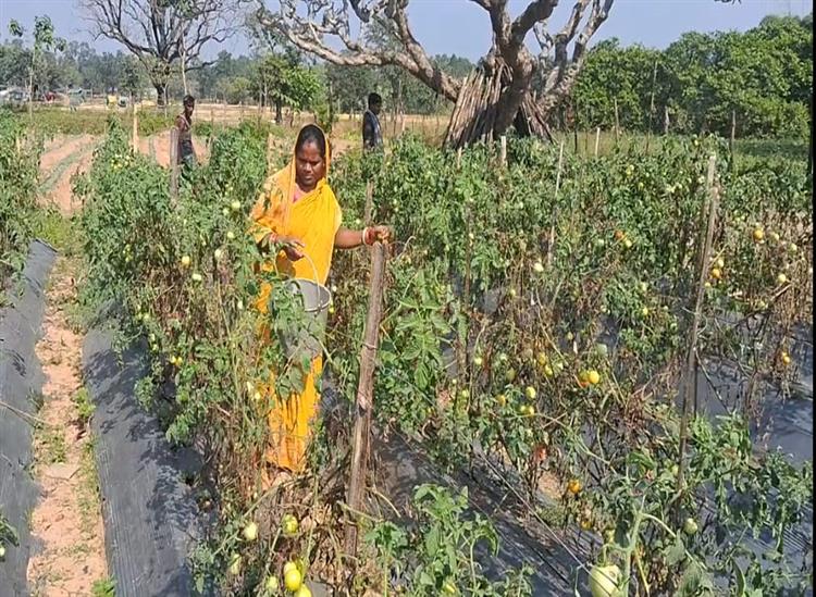 Subhadra:Damayanti-achieved-success-by-cultivating-grafted-tomatoes