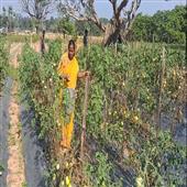 Subhadra:Damayanti-achieved-success-by-cultivating-grafted-tomatoes