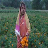 Subhadra:Empowered-by-tradition-tribal-women-embrace-the-beauty-of-flower-farming