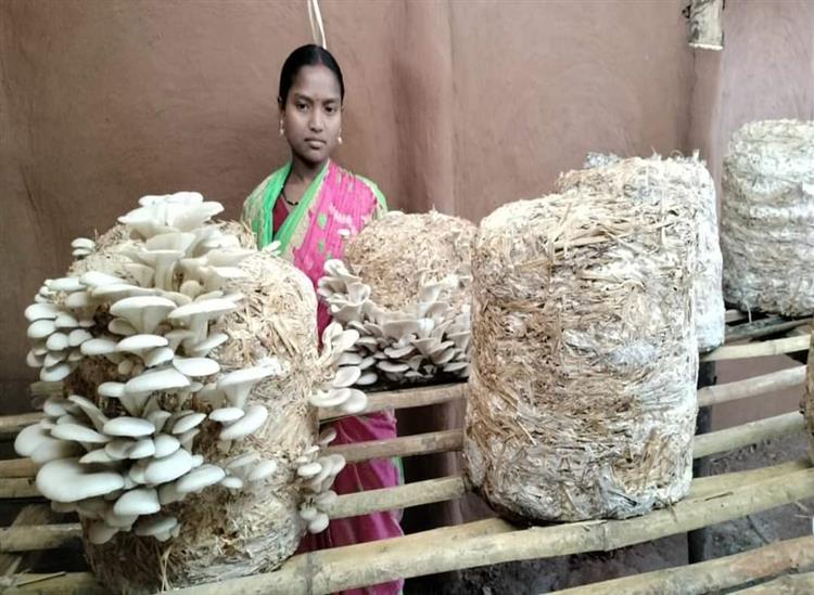 Subhadra Live:From-Migrant-Labourer-To--A-Succesdsful-Mushroom-Cultivator