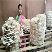 Subhadra:From-Migrant-Labourer-To--A-Succesdsful-Mushroom-Cultivator