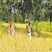Subhadra:From-weapons-to-welfare-Paddy-replaces-the-Gun