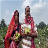 Subhadra:Guava-farming-has-made-Krishna-self-reliant