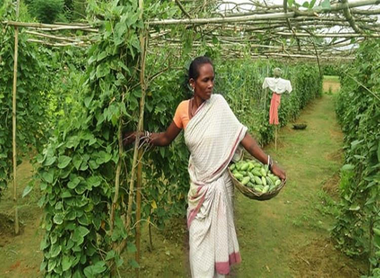 Subhadra:Harsha-Trust-is-actively-involved-in-providing-livelihood-opportunities-to-women-in-Odisha-T
