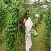 Subhadra:Harsha-Trust-is-actively-involved-in-providing-livelihood-opportunities-to-women-in-Odisha-T