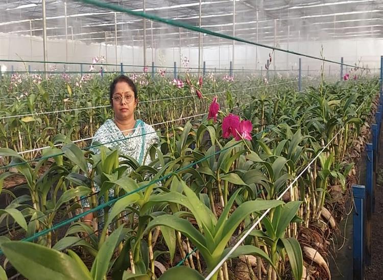 Subhadra Live:Hi-tech-flower-farming-by-women-farmers