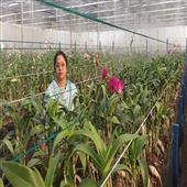Subhadra:Hi-tech-flower-farming-by-women-farmers