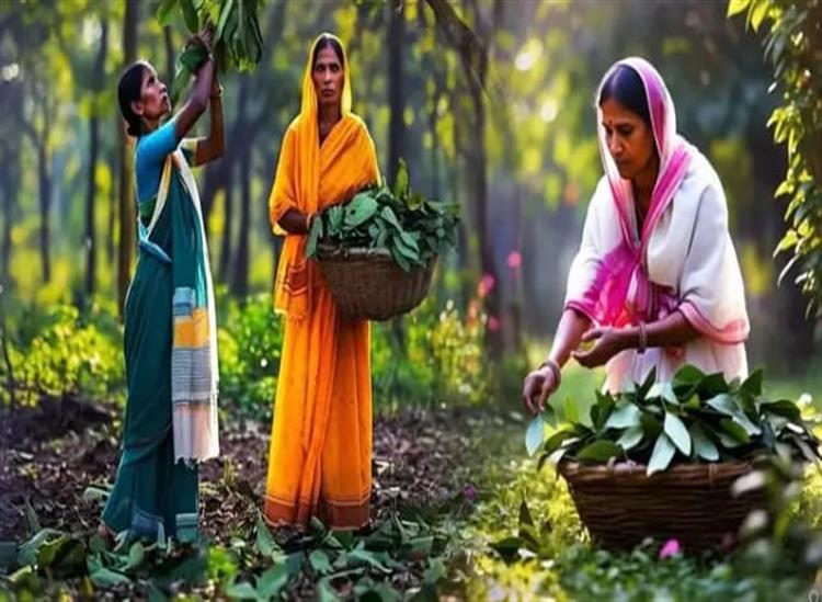 Subhadra Live:In-West-Bengals-North-Dinajpur-district-women-have-become-integral-to-the-burgeoning-bay-leaf-industry