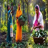Subhadra:In-West-Bengals-North-Dinajpur-district-women-have-become-integral-to-the-burgeoning-bay-leaf-industry