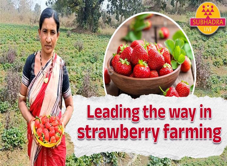 Subhadra Live:Leading-the-way-in-strawberry-farming