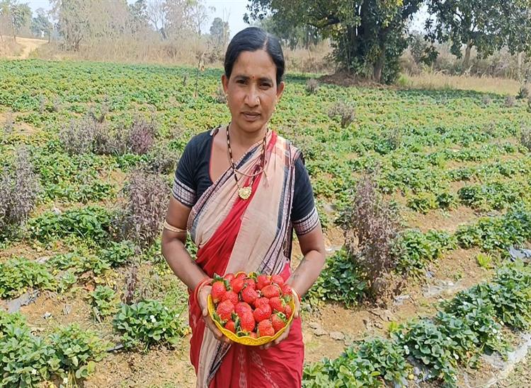 Subhadra:Mamata-has-become-self-reliant-by-cultivating-strawberries