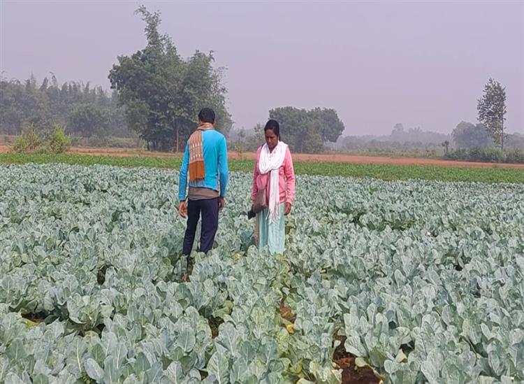 Subhadra Live:Mandakini-transforms-barren-land-into-fields-of-gold