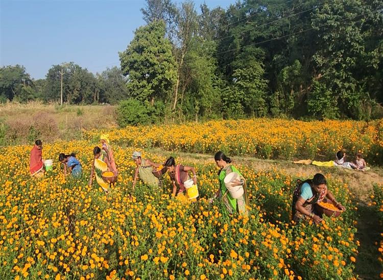 Subhadra Live:Marigold-Flower-farming-has-been-successful-in-Borigumma-Block-of-Odisha