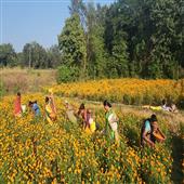 Subhadra:Marigold-Flower-farming-has-been-successful-in-Borigumma-Block-of-Odisha