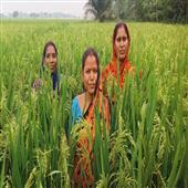 Subhadra:Meet-the-climate-champions-of-Odisha