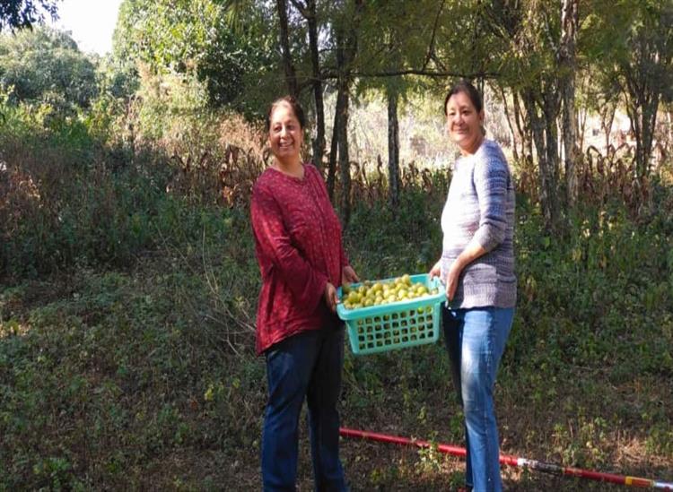 Subhadra Live:Sisters-Took-Up-Farming-in-Their-40s-Earn-Rs-11-Lakh-Growing-Gooseberry