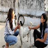 Subhadra:Sonal-Gupta-rescues-helpless-animals