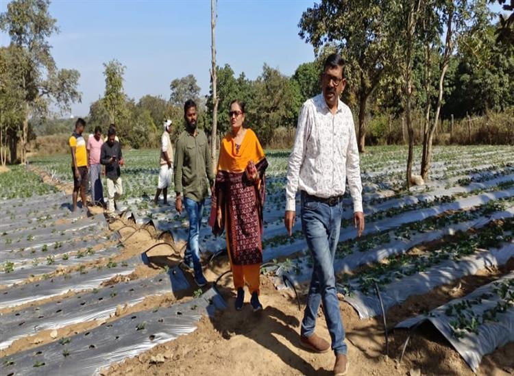 Subhadra Live:Strawberry-Cultivation-at-3000-ft-Above-Sea-Level