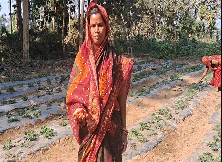 Subhadra Live:Successful-strawberry-cultivation-of-Subhadra-beneficiaries