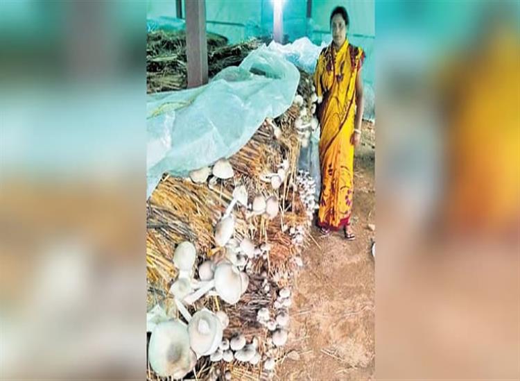 Subhadra Live:The-poor-of-the-village-have-been-transformed-by-the-cultivation-of-horticulture-and-organic-fertilizer-production