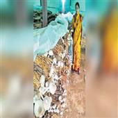 Subhadra:The-poor-of-the-village-have-been-transformed-by-the-cultivation-of-horticulture-and-organic-fertilizer-production