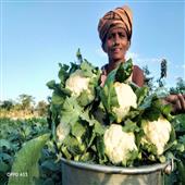 Subhadra:The-story-of-struggle-and-success-of-a-girl-from-a-small-village-in-Vizianagaram-district-of-Andhra-Pradesh-B-Bhanumathi