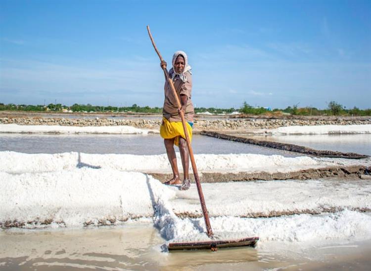 Subhadra Live:Thudukudi-is-the-queen-of-salt-kiari