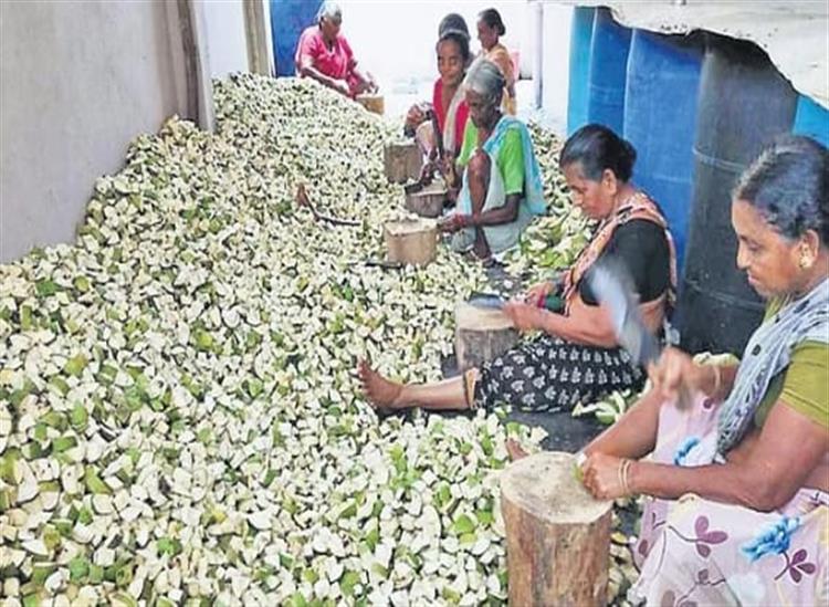 Subhadra Live:Usulumaru-village-has-become-the-hub-of-the-pickel-industry-thanks-to-womens-efforts