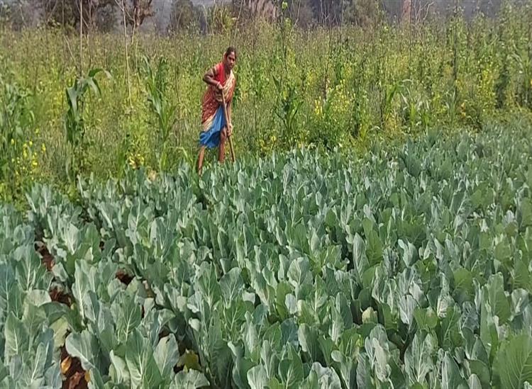 Subhadra Live:Vegetable-Cultivation-on-the-hills-of-Malkangiri