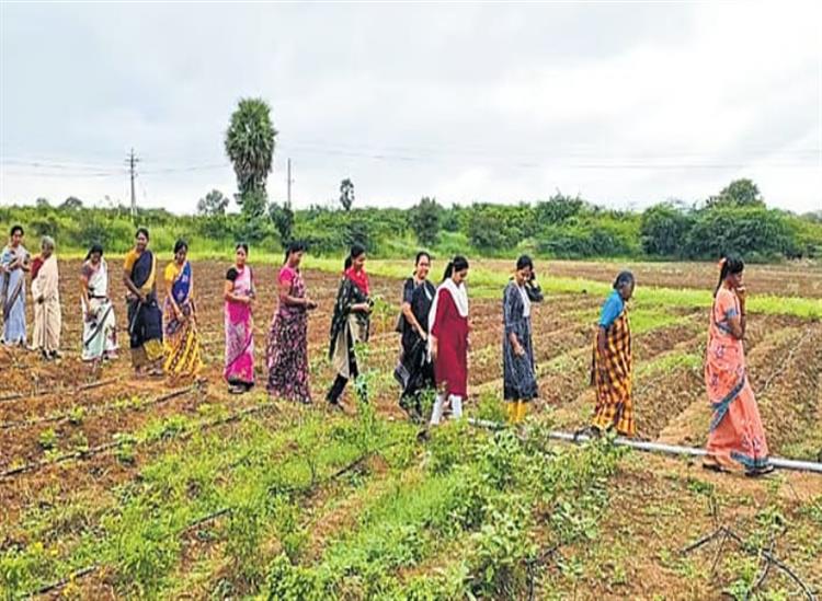 Subhadra Live:Widows-single-women-lead-farming-revival-in-Andhra-Pradeshs-drought-hit-Anantapur