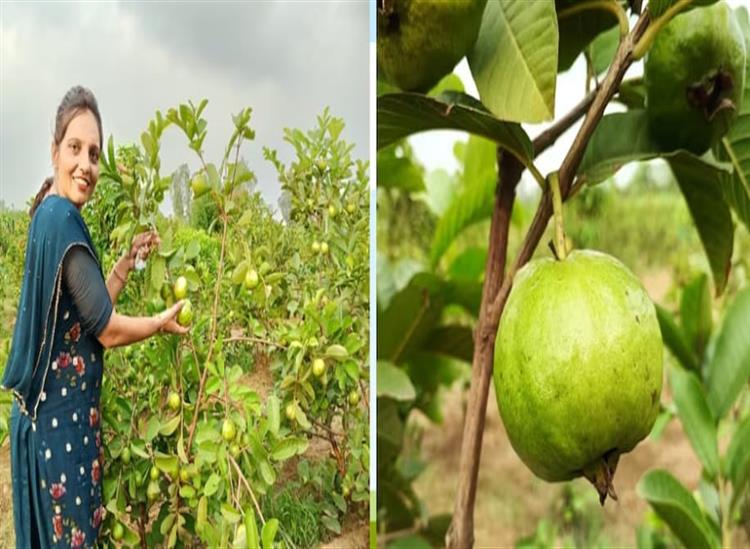 Subhadra:guava-farmer-become-lakhpati-didi