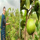 Subhadra:guava-farmer-become-lakhpati-didi
